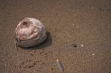 Kumsalda yatan tek hindistan cevizi kabuğu kısmen kumlara gömülmüş.