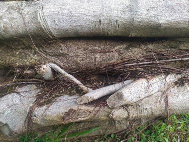Banyan ağaç lif dokusu