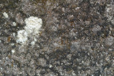 Korunmasız tuğla ve yosunlu yıpranmış bir duvar. Kentsel bozulma ve grunge kavramı