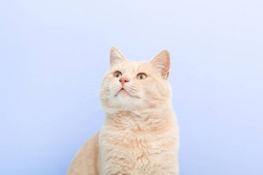 Hafif bir lavanta arka planında sevimli ve komik bir kedinin portresi