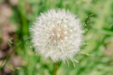 Tüylü karahindiba baş bahar çiçeği