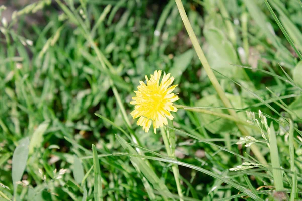 Mały Wiosna Żółty Kwiat Mniszka Lekarskiego — Zdjęcie stockowe