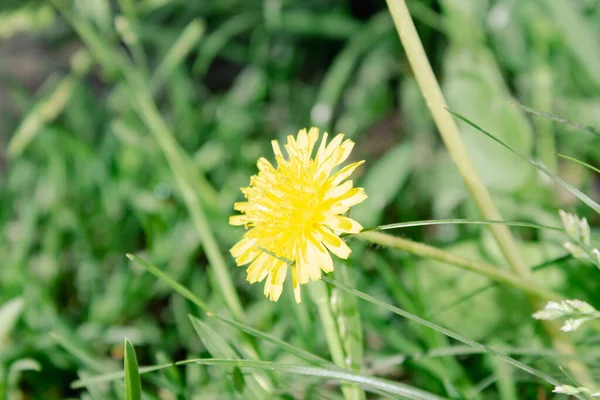 Pequena Primavera Amarelo Dandelion Flor — Fotografia de Stock