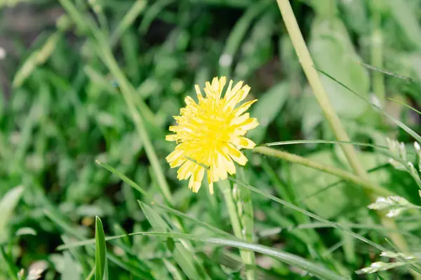 Pequena Primavera Amarelo Dandelion Flor — Fotografia de Stock