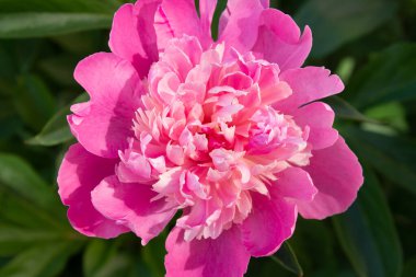 Bahçedeki pembe şakayıklar