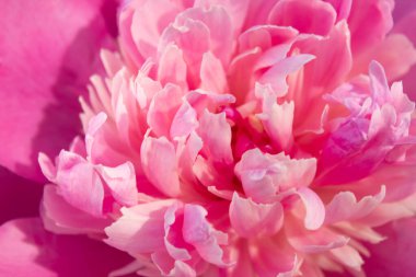 Bahçedeki pembe şakayıklar