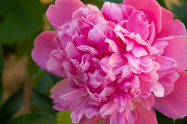 Bahçedeki pembe şakayıklar