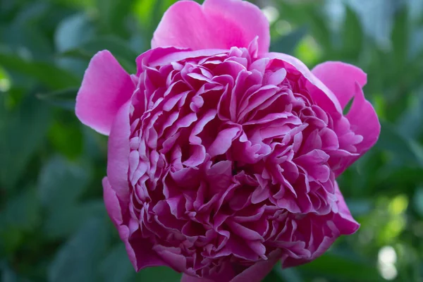 Peonías Rosadas Jardín — Foto de Stock