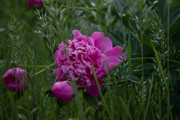 Pink Peonies Garden — Stock Photo, Image