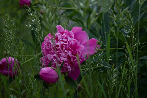 Pink Peonies Garden — Stock Photo, Image