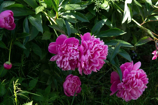 花园里的大粉红花 — 图库照片