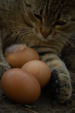 Kedi pençeleriyle organik yumurtalara sarılıyor. Kedi ve tavuk yumurtaları yere düştü.