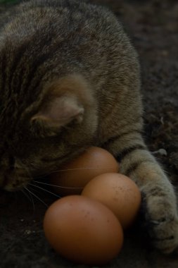 Kedi pençeleriyle organik yumurtalara sarılıyor. Kedi ve tavuk yumurtaları yere düştü.