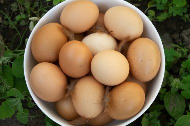 Çimlerin üzerinde beyaz bir tabakta güzel organik yumurtalar