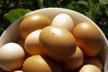 Çimlerin üzerinde beyaz bir tabakta güzel organik yumurtalar