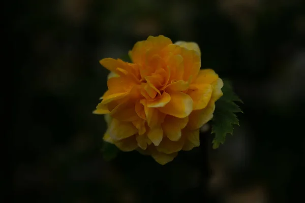 Μικρό Κίτρινο Λουλούδι Σκούρο Πράσινο Φόντο — Φωτογραφία Αρχείου