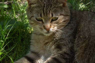 Gri kedi kırmızı elmayla oynar