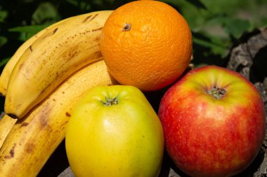 Sulu parlak meyveler bir kütükte