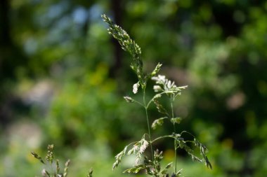 Rüzgardaki yeşil ot sapı