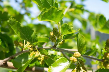 Bir dalda küçük yeşil dutlar