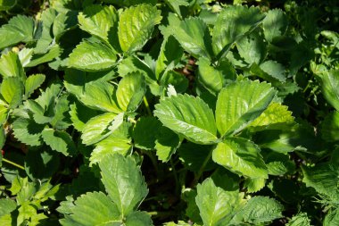 Taze çiftlik çileği ve yaprakları.