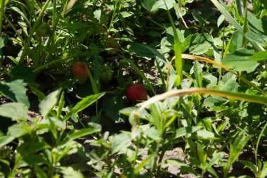 Taze çiftlik çileği ve yaprakları.