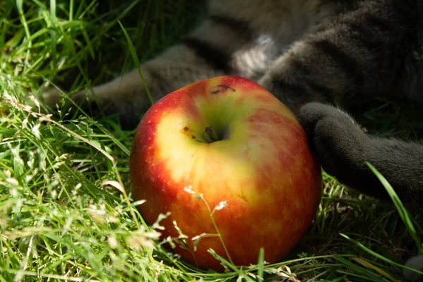 灰猫和红苹果玩耍 — 图库照片