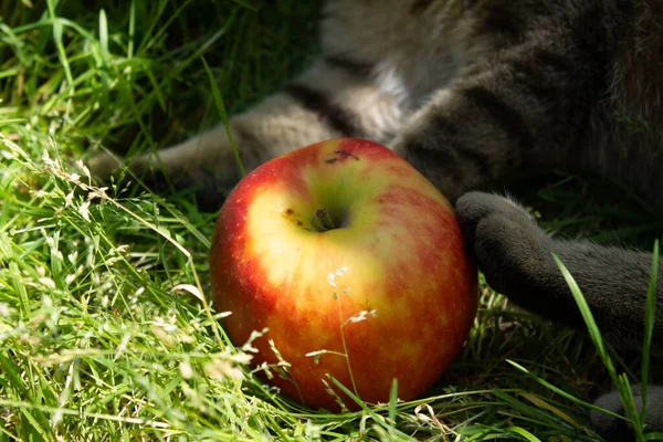 灰猫和红苹果玩耍 — 图库照片