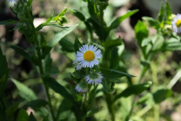 Sapında beyaz küçük papatya çayı