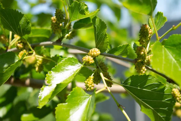 Kleine Grüne Maulbeeren Auf Einem Zweig — Stockfoto