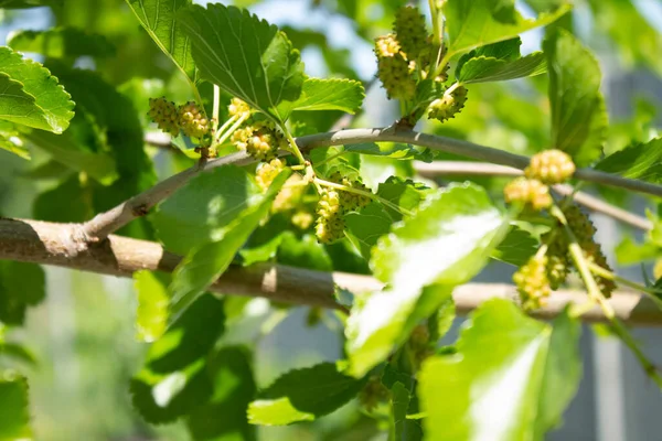 Kleine Grüne Maulbeeren Auf Einem Zweig — Stockfoto