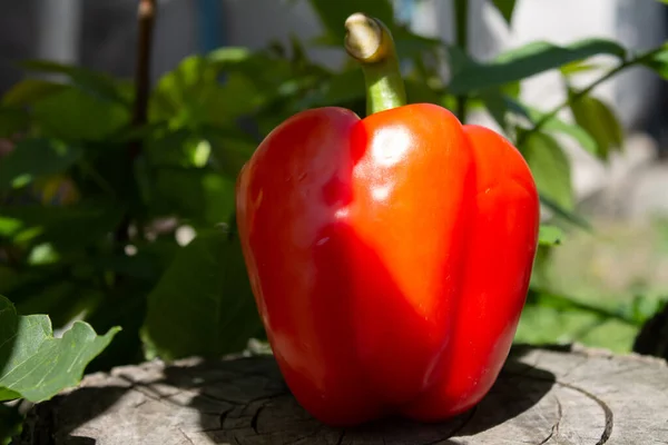 Kırmızı sulu büyük biber.