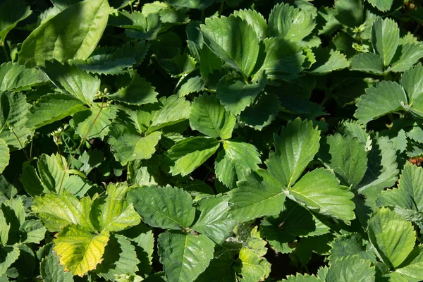 Stock image Fresh farm strawberry berries and leaves