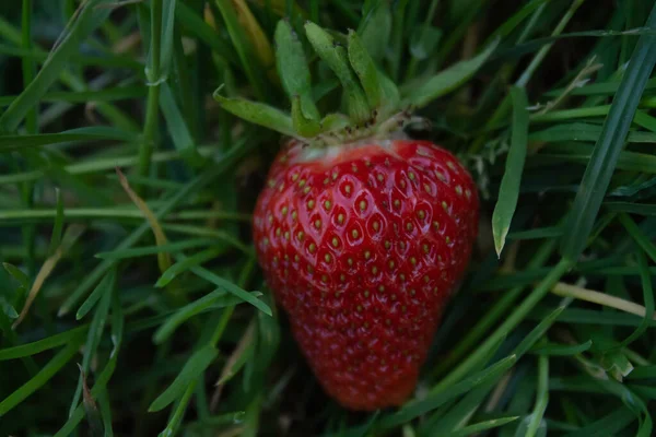 Frische Erdbeeren Und Blätter Vom Bauernhof — Stockfoto