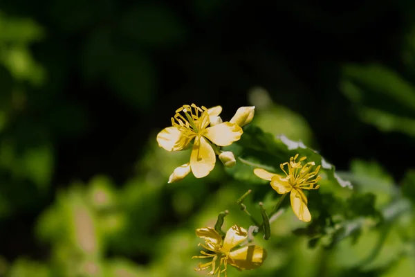 Little Yellow Coltsfoot Flower Grass — Stock Photo, Image