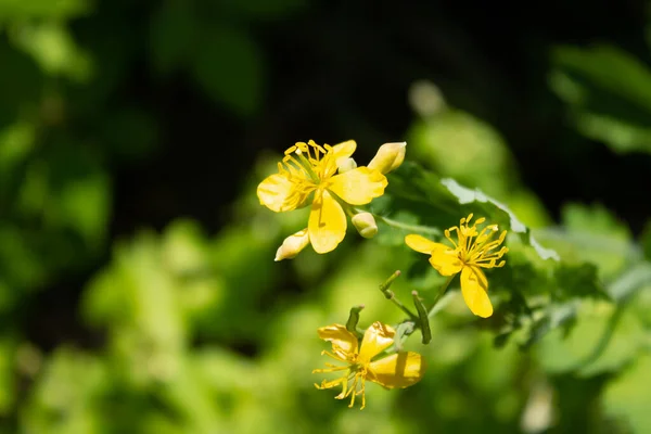 Kleine Gelbe Hufeisenblume Mit Gras — Stockfoto
