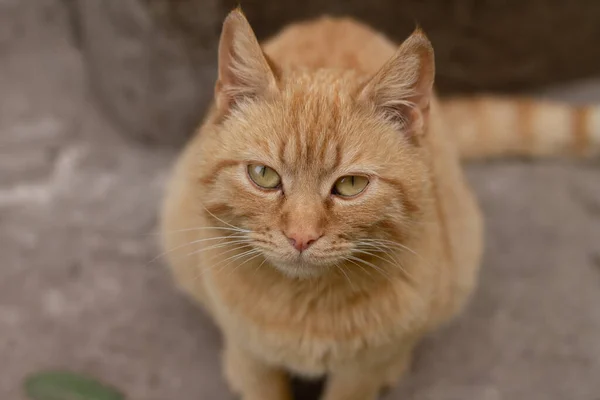 绿眼睛的红猫 — 图库照片