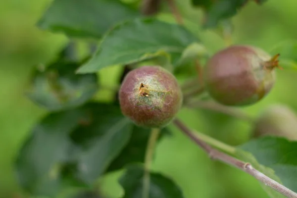 Kleiner Apfelbaum Grüne Junge Äpfel Auf Einem Zweig — Stockfoto