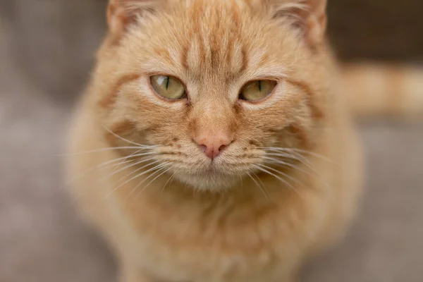 Κόκκινη Γάτα Πράσινα Μάτια — Φωτογραφία Αρχείου