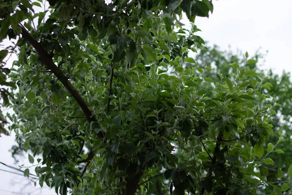 Маленька Яблуня Зелені Молоді Яблука Гілці — стокове фото