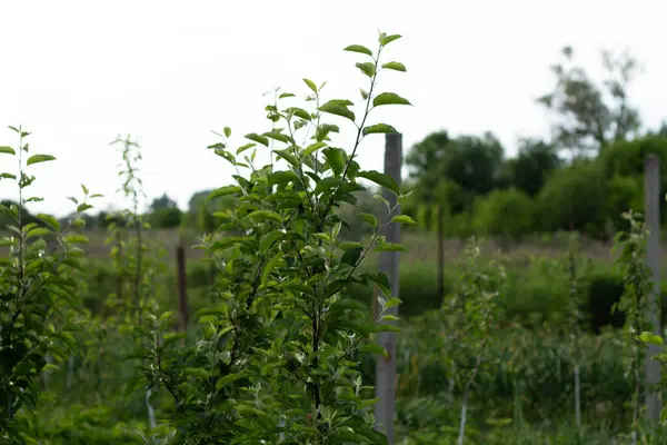 Küçük Elma Ağacı Bir Dalda Yeşil Genç Elmalar — Stok fotoğraf