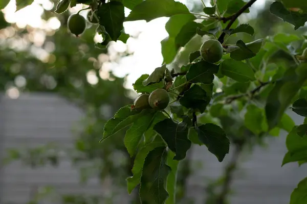 Kleiner Apfelbaum Grüne Junge Äpfel Auf Einem Zweig — Stockfoto