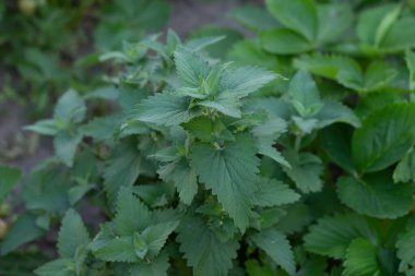 Bir bitkinin yakın çekimi. 