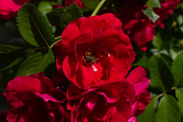 Red Flower Flower — Stock Photo, Image