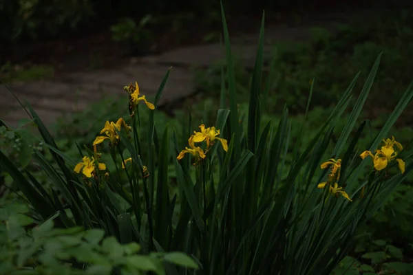 Żółte Kwiaty Tęczówki Ogrodzie Tło Kwiatowe — Zdjęcie stockowe