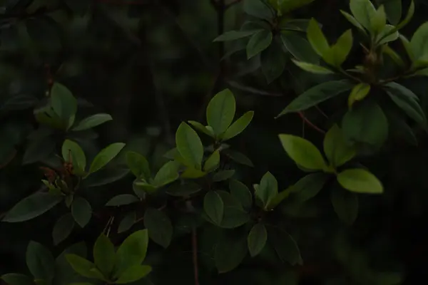 Bahçede yeşil yapraklar 