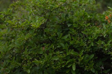 Bahçedeki Usta Yoda heykelinin yakın plan portresi. 