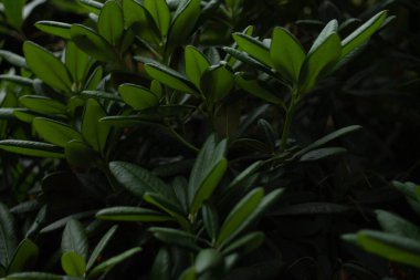 Bahçede yeşil yapraklar 