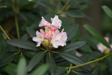 Bahçedeki güzel çiçekler 