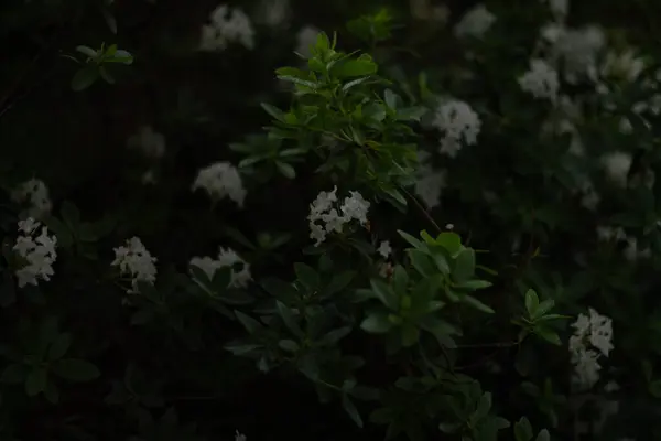 Bahçedeki Usta Yoda heykelinin yakın plan portresi. 